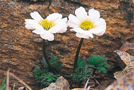 サブテーマＢ：アポイ岳の高山植物から自然環境を学び楽しむ 写真01