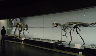 福井県立恐竜博物館 写真