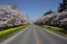 桜並木・菜の花ロード